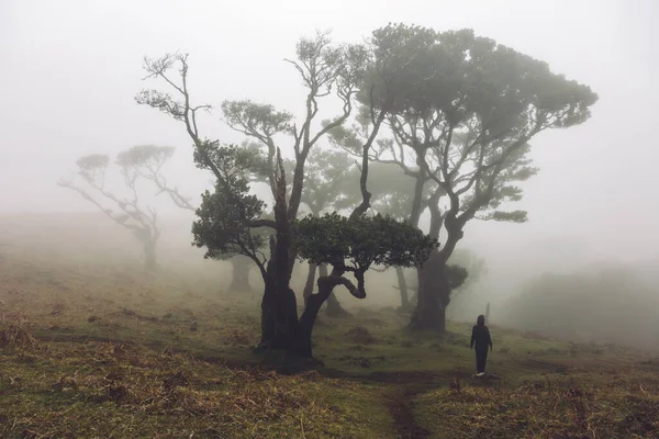 Προβολή Στο Δάσος Mystical Fanal Laurisilva Στο Νησί Μαδέρα Πορτογαλία — Φωτογραφία Αρχείου