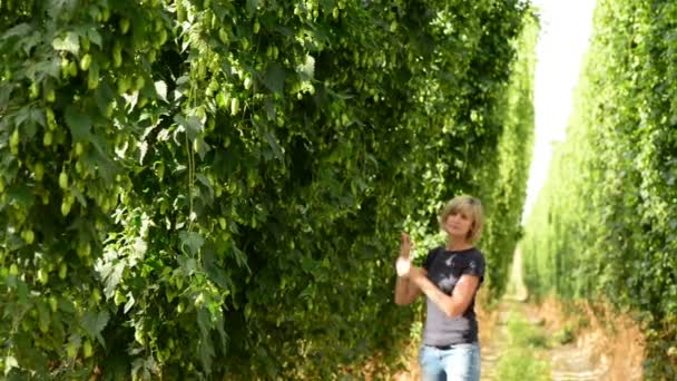 Femme vérifiant cônes hop dans le champ de houblon — Video