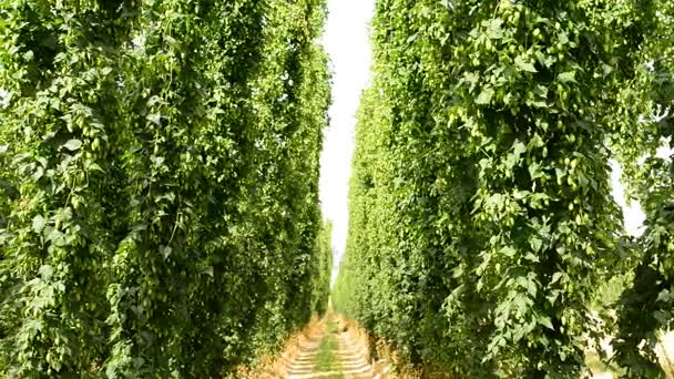 Plantas maduras de lúpulo creciendo en el campo de lúpulo en postes — Vídeos de Stock