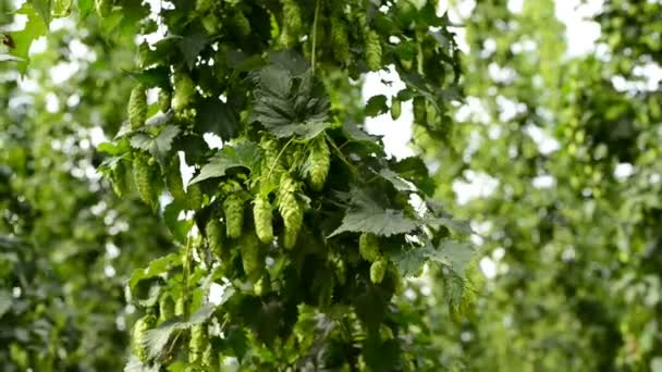 Primer plano de los conos de lúpulo maduros en el campo — Vídeos de Stock