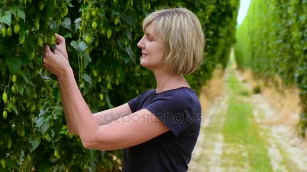 Woman checking hop cones in the hop field — Stock Video