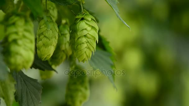 Closeup of ripe hop cones on the field — Stock Video