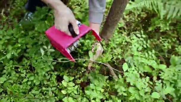 Ludzką ręką zbierania dzikich dojrzałe jagody w lesie — Wideo stockowe