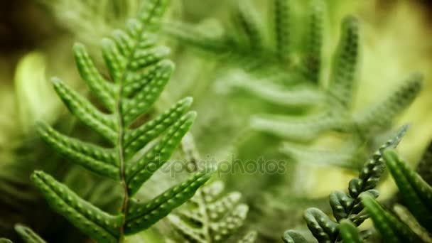 Closeup de folhas verdes de samambaia — Vídeo de Stock