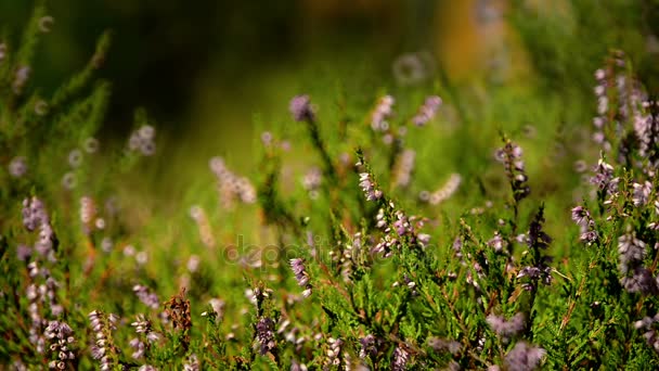 Closeup of heather shrub — Stock Video