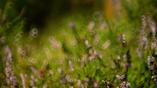 Blurred background video of heather shrub — Stock Video