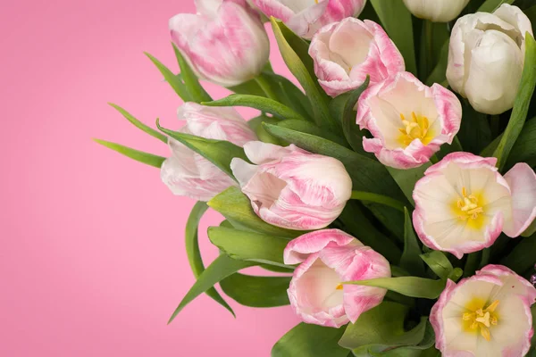 Przetargu różowy tulipany — Zdjęcie stockowe