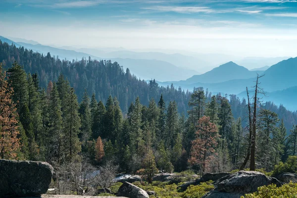 Lanskap Sequoia Taman Nasional — Stok Foto
