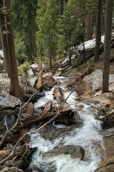 Berg rivier in fir bos in het voorjaar — Stockfoto
