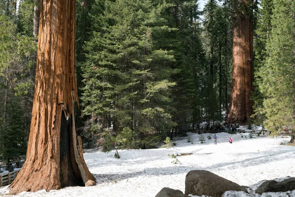 Árvore de sequoia gigante, Parque Nacional de Yosemite — Fotografia de Stock