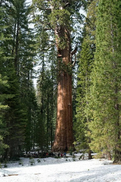 Giant Sequoia drzewa, Park Narodowy Yosemite — Zdjęcie stockowe