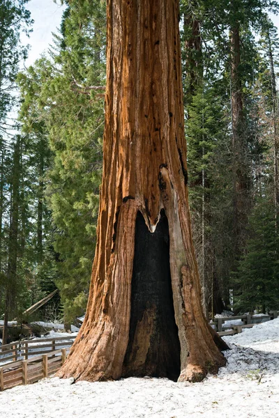 Séquoia géant dans la forêt — Photo