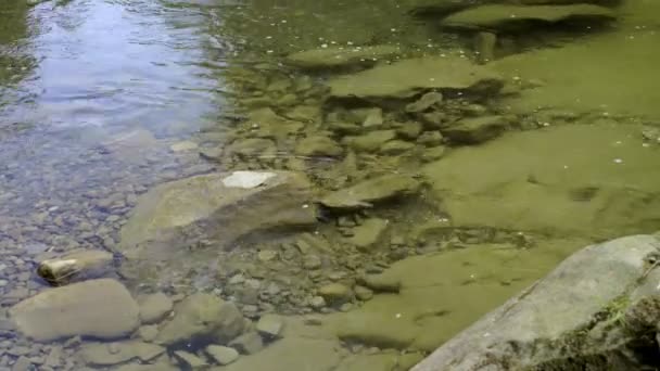 Close-up van de rivier van de berg — Stockvideo