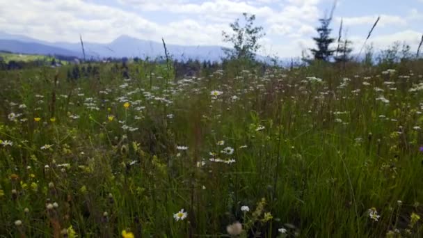 Wilde Kamillen flattern im Wind — Stockvideo