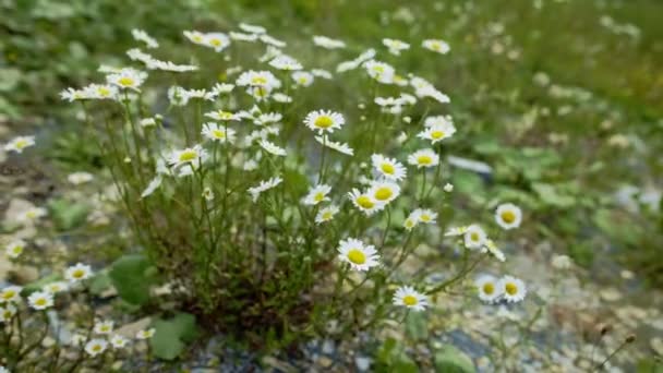 Camomilles sauvages flottant sur le vent — Video