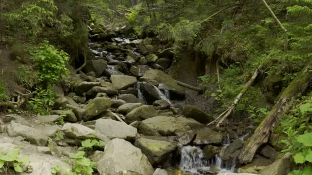 Berg flod i skogen — Stockvideo