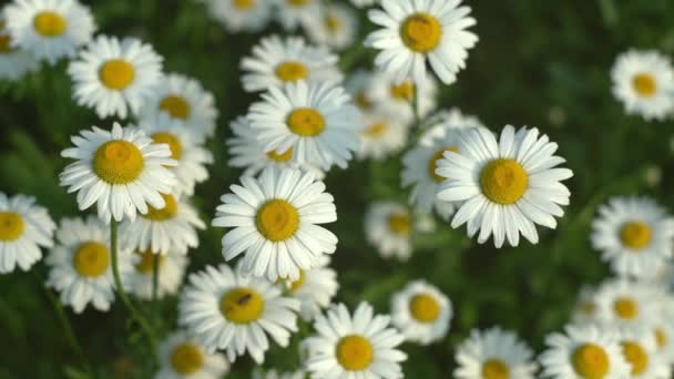 Top View Blooming Camomile Fluttering Wind Green Field Spring Meadow — Stock Video
