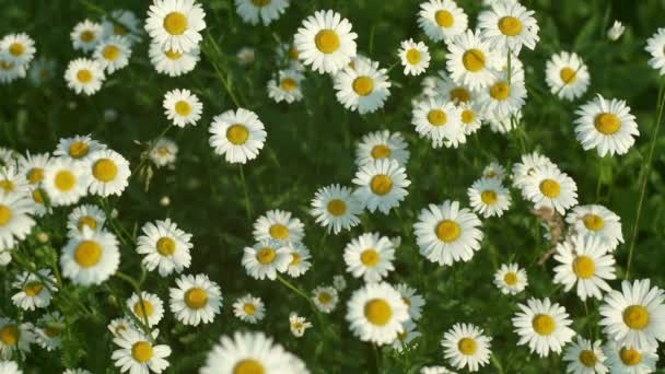 Pohled Shora Kvetoucí Heřmánek Třepetající Větru Zeleném Poli Jarní Louce — Stock video