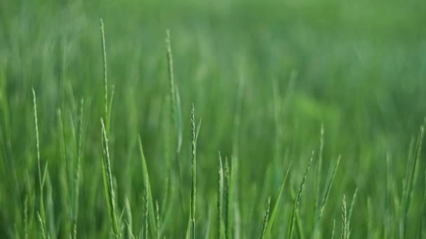 Grünes Gras wiegt sich im Wind auf der Frühlingswiese — Stockvideo