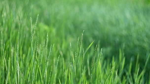Grünes Gras wiegt sich im Wind auf der Frühlingswiese — Stockvideo