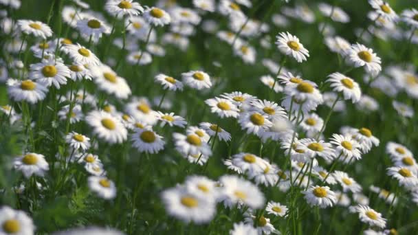 Blühende Kamille Flattert Wind Auf Der Grünen Wiese Frühling Weicher — Stockvideo