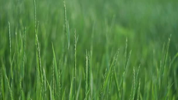Groene Gras Zwaaien Wind Het Voorjaar Weide Zachte Focus — Stockvideo