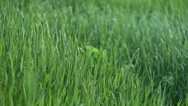 Wilde Groene Gras Zwaaien Wind Het Voorjaar Weide Zachte Focus — Stockvideo