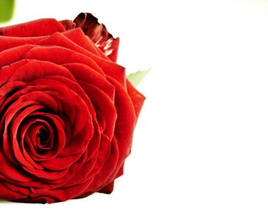 kırmızı gül beyaz arkaplanda izole