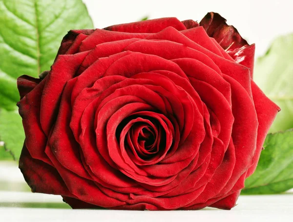 Rød rose isoleret på hvid baggrund - Stock-foto