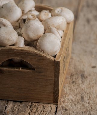 taze beyaz düğme mantar