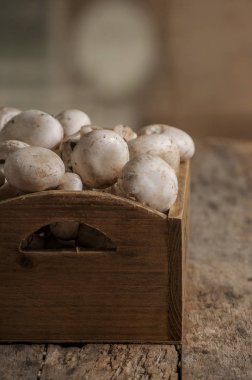 taze beyaz düğme mantar