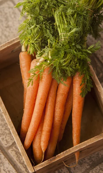 Свіжа морква на дереві — стокове фото