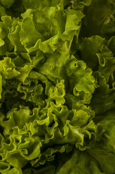 Folhas Alface Verde Mesa Cozinha Conceito Comida Orgânica Saudável — Fotografia de Stock
