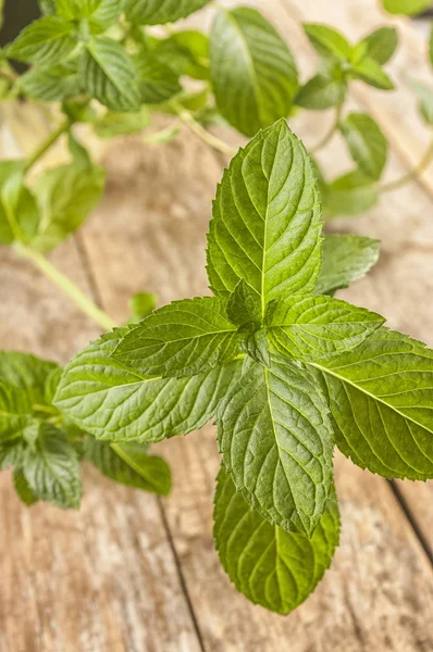 Daun Mint Hijau Segar Pada Latar Belakang Kayu Close — Stok Foto