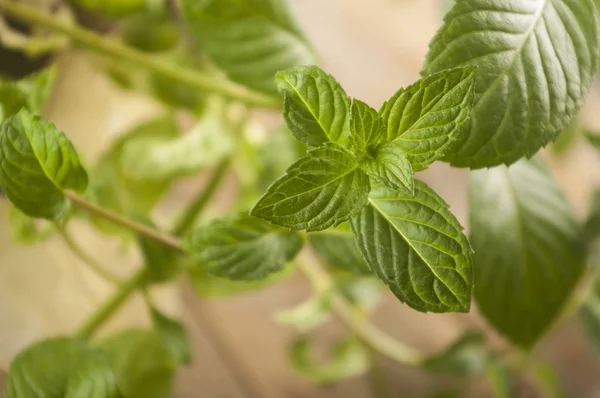 Mint segar pada latar belakang kayu berkarat — Stok Foto