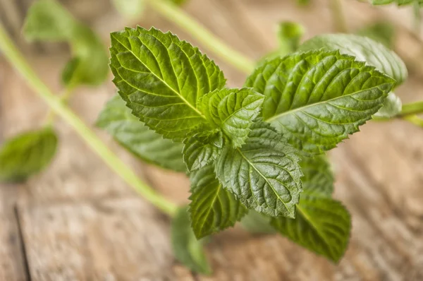 Mint segar pada latar belakang kayu berkarat — Stok Foto