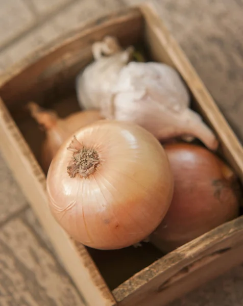 Fresh onion close up — Stock Photo, Image