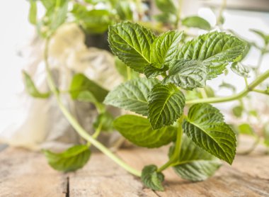 taze yeşil nane yaprakları