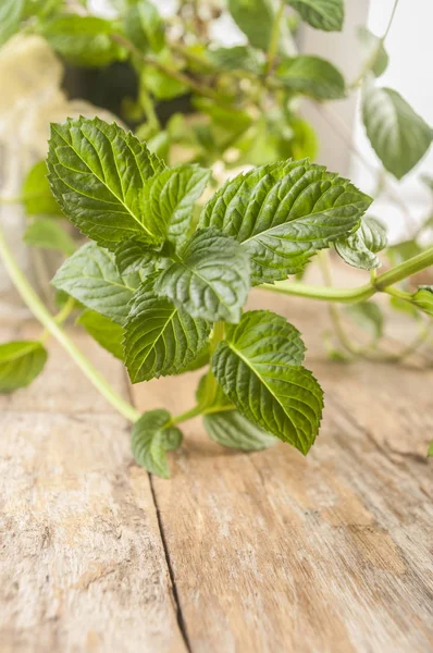 Daun mint hijau segar — Stok Foto