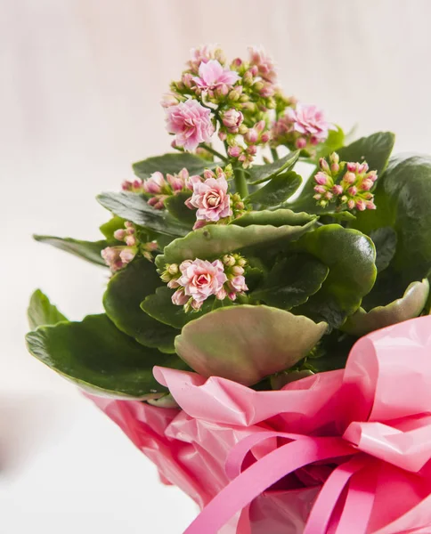 Mooie roze bloemen in pot — Stockfoto