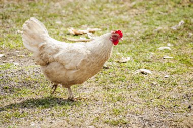 Tavuk çiftliği bahçesinde.