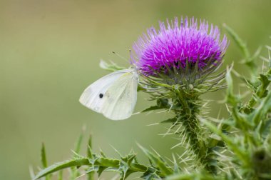 Silybum marianum (Süt devedikeni), Tıbbi bitkiler.