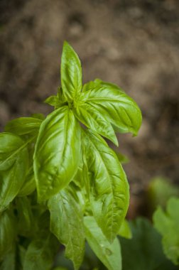 taze fesleğen yaprağı