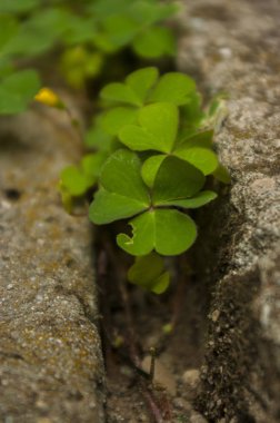 Dört yapraklı yonca yakın çekim