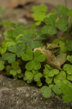 Dört yapraklı yonca yakın çekim