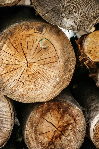 Textura de madera de fondo tienen muchos troncos que cortan de árbol grande y pequeño árbol — Foto de Stock