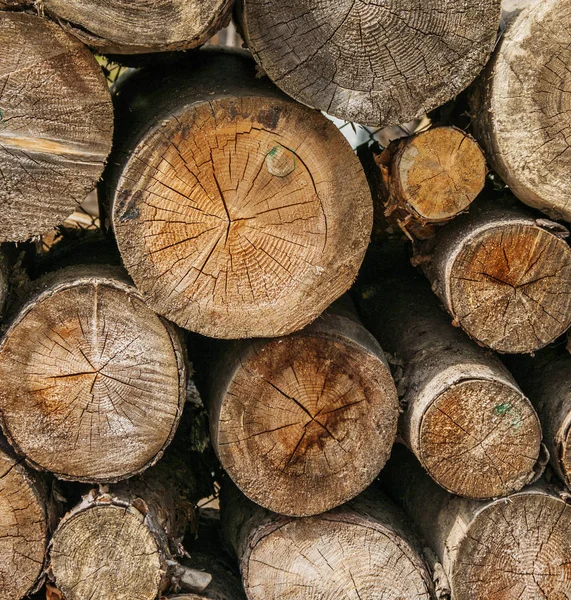 Textura de madera de fondo tienen muchos troncos que cortan de árbol grande y pequeño árbol — Foto de Stock