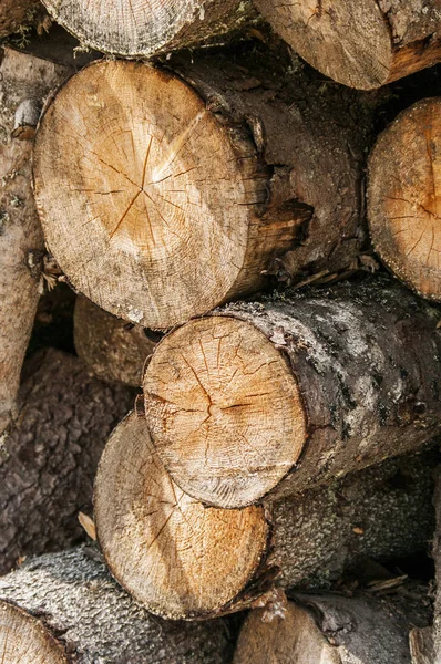 Le fond de la texture du bois a beaucoup de grumes qui coupent de gros arbres et de petits arbres — Photo