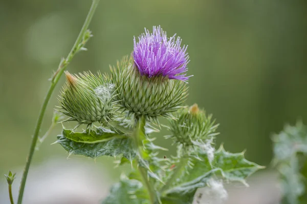 Campo con Silybum marianum (cardo mariano), Piante medicali. — Foto Stock