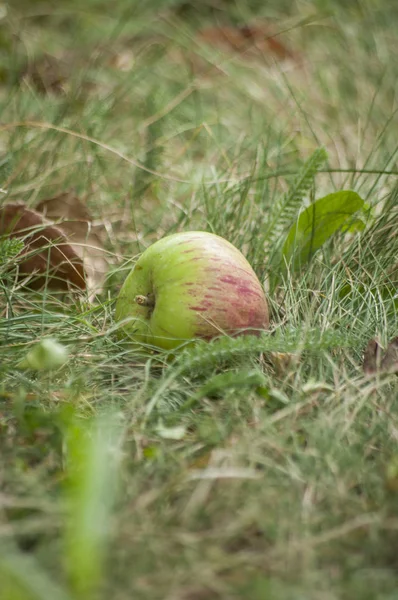 Manzana en el brunch en el jardín de verano, primer plano — Foto de Stock